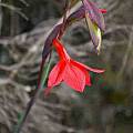 Gladiolus watsonioides Mt. Kenya version, John Grimshaw
