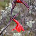 Gladiolus watsonioides Mt Kenya version, John Grimshaw
