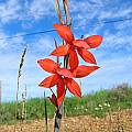 Gladiolus watsonius, Alan Horstmann