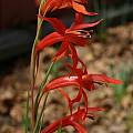 Gladiolus watsonius, Bob Werra