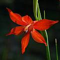 Gladiolus watsonius, Mary Sue Ittner