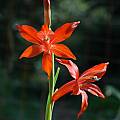 Gladiolus watsonius, Mary Sue Ittner