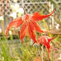 Gladiolus watsonius x recurvus, Hiroyuki Tanaka