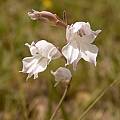 Gladiolus wilsonii