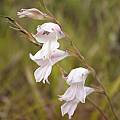 Gladiolus wilsonii, Cameron McMaster