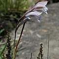 Gladiolus wilsonii, Maclear, Mary Sue Ittner
