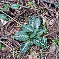 Goodyera oblongifolia, Bob Rutemoeller [Shift+click to enlarge, Click to go to wiki entry]