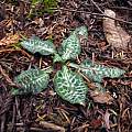 Goodyera oblongifolia, Stillwater Cove Regional Park, Mary Sue Ittner Goodyera oblongifolia, Stillwater Cove Regional Park, Mary Sue Ittner