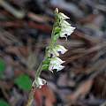 Goodyera oblongifolia, Mary Sue Ittner Goodyera oblongifolia, Mary Sue Ittner