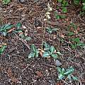Goodyera oblongifolia, Mary Sue Ittner Goodyera oblongifolia, Mary Sue Ittner