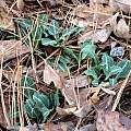 Goodyera pubescens leaves, Nicholas Plummer Goodyera pubescens leaves, Nicholas Plummer