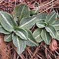 Goodyera pubescens leaves, Nicholas Plummer Goodyera pubescens leaves, Nicholas Plummer