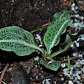 Goodyera pubescens leaves, Travis Owen