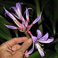 Griffinia hyacinthina, Dylan Hannon