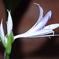Griffinia hyacinthina, Kevin Preuss