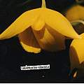 Calochortus amabilis, Hugh McDonald Calochortus amabilis, Hugh McDonald