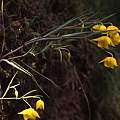 Calochortus amabilis plant, Hugh McDonald Calochortus amabilis plant, Hugh McDonald