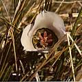 Calochortus ambiguus, Hugh McDonald