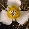 Calochortus ambiguus no markings, Hugh McDonald