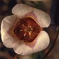 Calochortus argillosus, Hugh McDonald