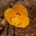 Calochortus aureus, Hugh McDonald