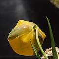 Calochortus balsensis, Hugh McDonald