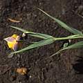 Calochortus balsensis plant, Hugh McDonald