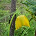Calochortus barbatus in habitat, Hugh McDonald