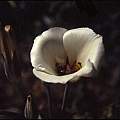 Calochortus bruneaunis, Hugh McDonald