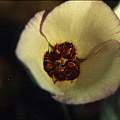 Calochortus catalinae inner, Hugh McDonald