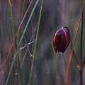 Calochortus cernuus, Hugh McDonald