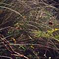 Calochortus cernuus in habitat, Hugh McDonald