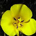 Calochortus clavatus LA CO form, Hugh McDonald