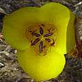 Calochortus clavatus LA County variety, Hugh McDonald