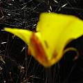 Calochortus clavatus LA form outer, Hugh McDonald