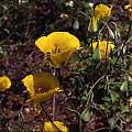 Calochortus clavatus Sierra form, Hugh McDonald