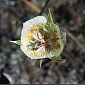 Calochortus coxii, Hugh McDonald Calochortus coxii, Hugh McDonald