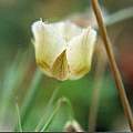Calochortus coxii, Hugh McDonald Calochortus coxii, Hugh McDonald