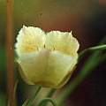 Calochortus coxii, Hugh McDonald Calochortus coxii, Hugh McDonald