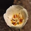 Calochortus dunnii, Hugh McDonald
