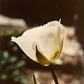 Calochortus dunnii outer, Hugh McDonald