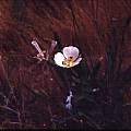 Calochortus dunnii plant, Hugh McDonald