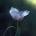Calochortus elegans outer, Hugh McDonald Calochortus elegans outer, Hugh McDonald