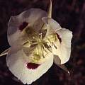 Calochortus eurycarpus, Hugh McDonald Calochortus eurycarpus, Hugh McDonald