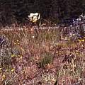 Calochortus eurycarpus plant, Hugh McDonald Calochortus eurycarpus plant, Hugh McDonald