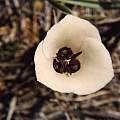 Calochortus excavatus, Hugh McDonald