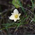 Calochortus exilis, Hugh McDonald
