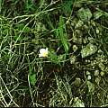 Calochortus exilis in habitat, Hugh McDonald