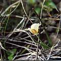 Calochortus exilis outer, Hugh McDonald