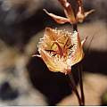 Calochortus fimbriatus, Hugh McDonald